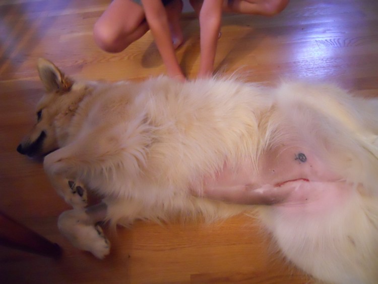 Рентген мочевого пузыря у собаки