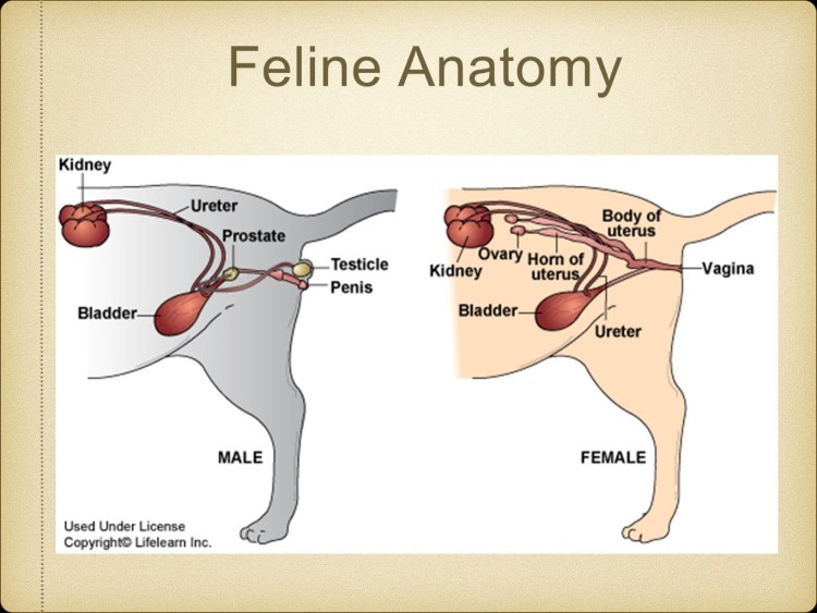 Рентген собаки инородное тело