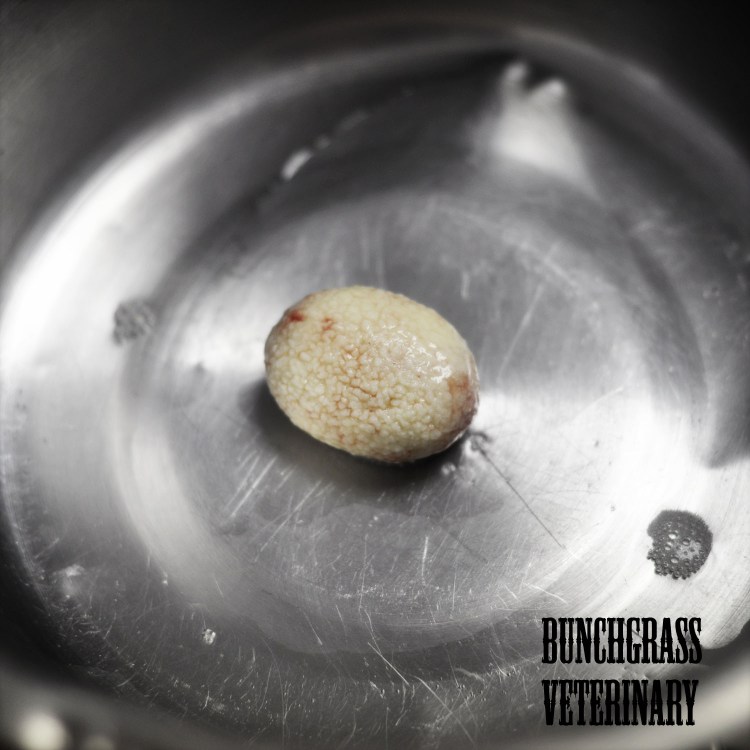 Струвиты камни в мочевом пузыре