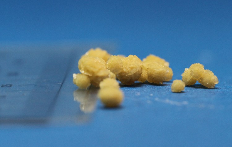 Новообразование селезенки у собак рентген