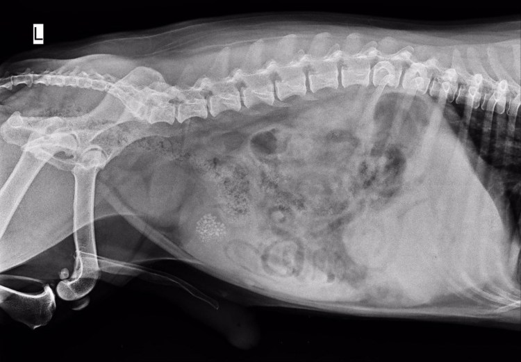 Уролитиаз (мочекаменная болезнь) у котов