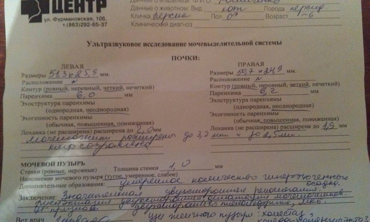 Симптомы атопического дерматита собак