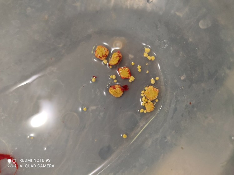 Камни при мочекаменной болезни у собак