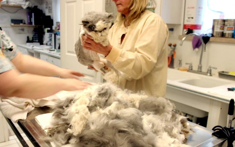 Для вычесывания шерсти у кошек