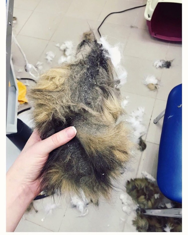 Стрижка колтунов у кошек