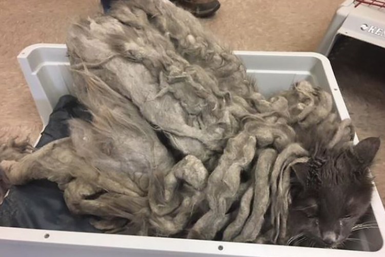 Стрижка колтунов у кошек