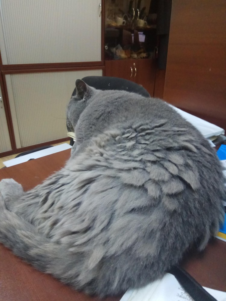 Стрижка длинношерстного шотландского кота