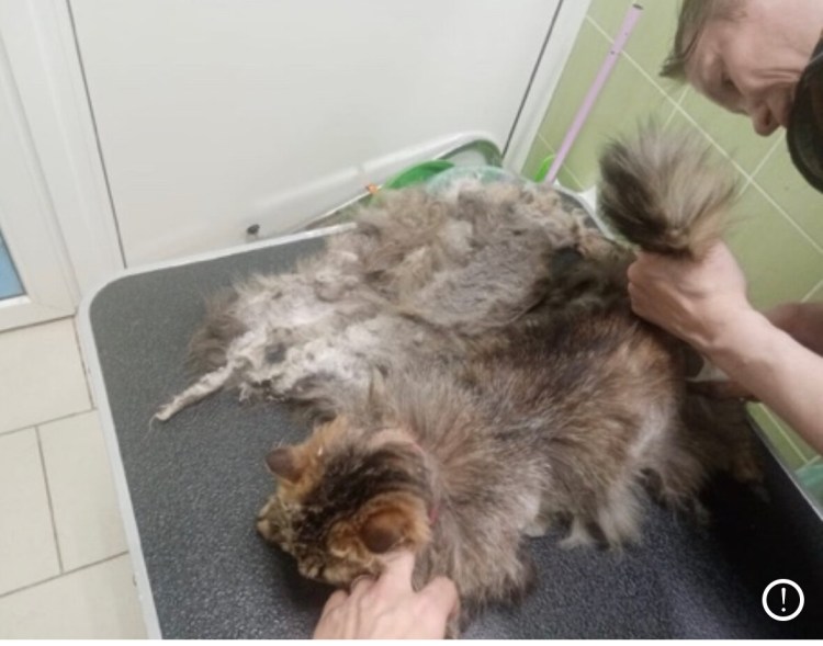 Свалявшийся Колтун шерсти