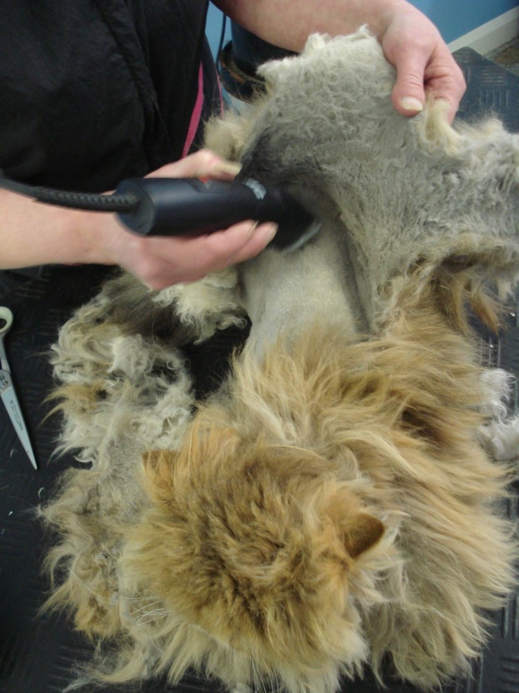 Стрижка и вычесывание котов