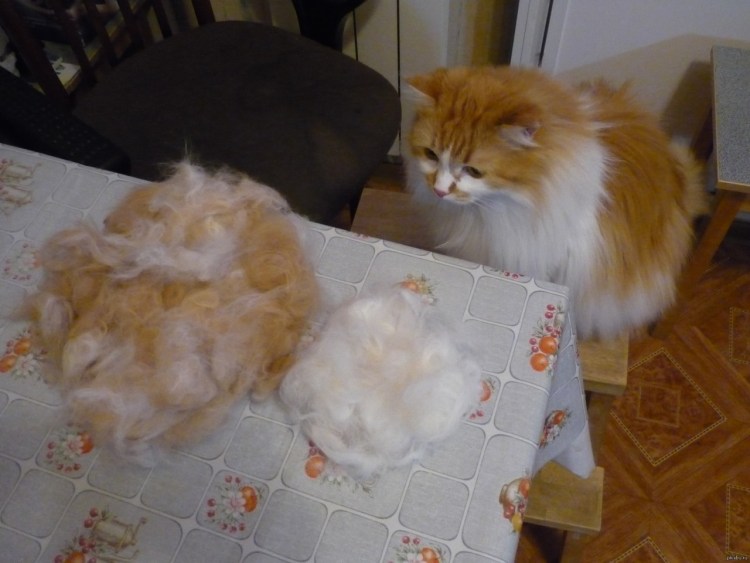 Селкирк-рекс/Девон красивый