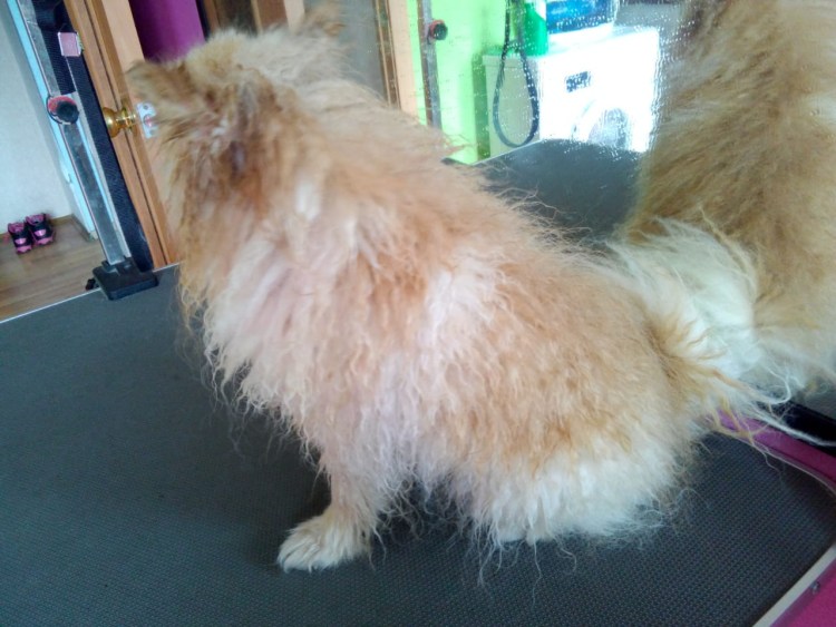 Вычесывание кошек