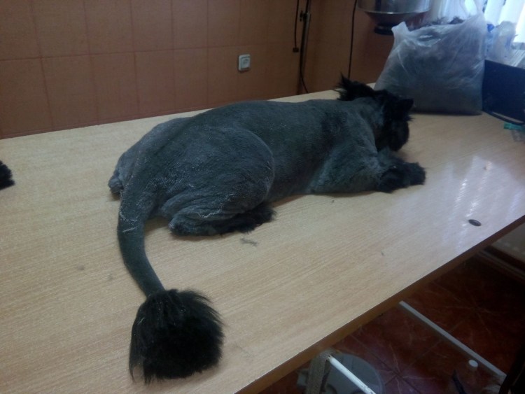 Экспресс линька кота