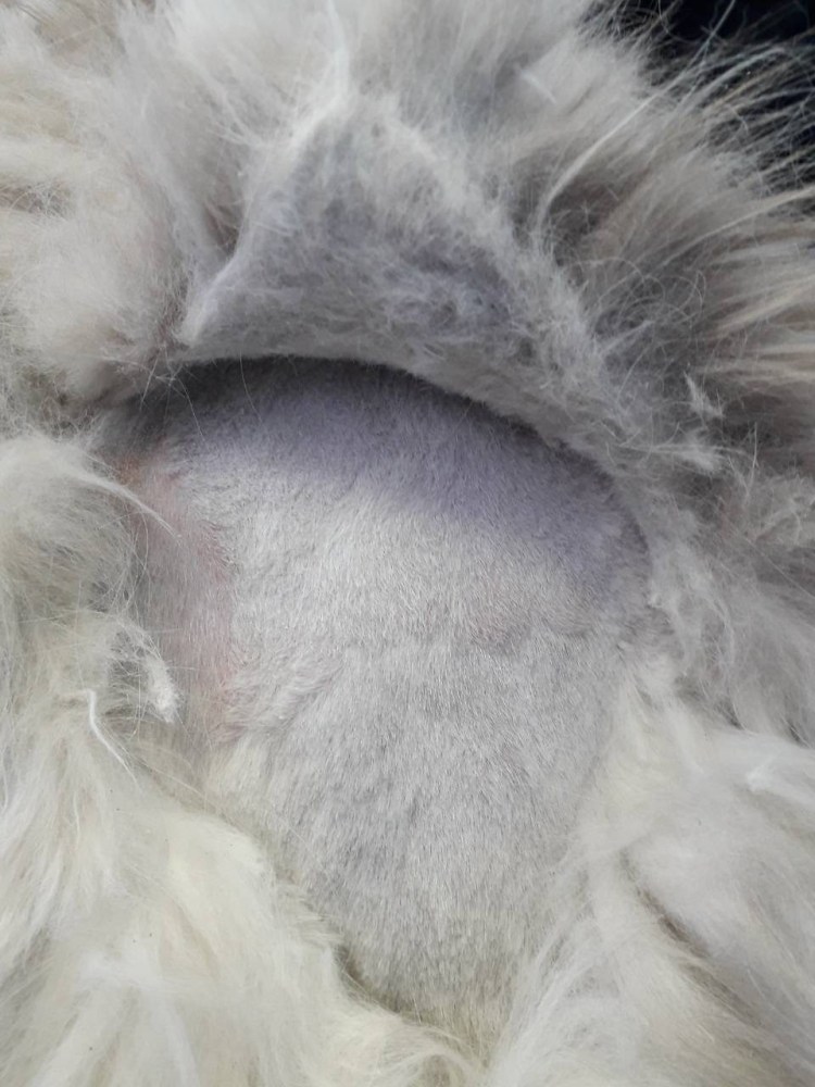 Свалявшаяся шерсть у животных