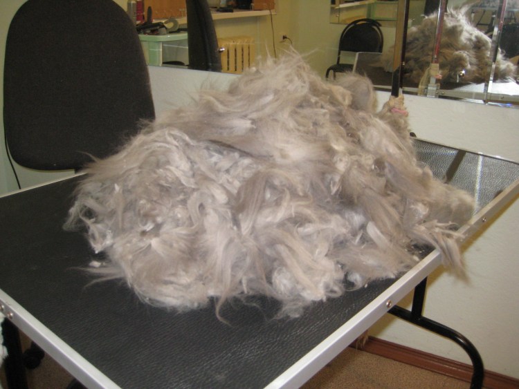 Вычесывание Мейн куна