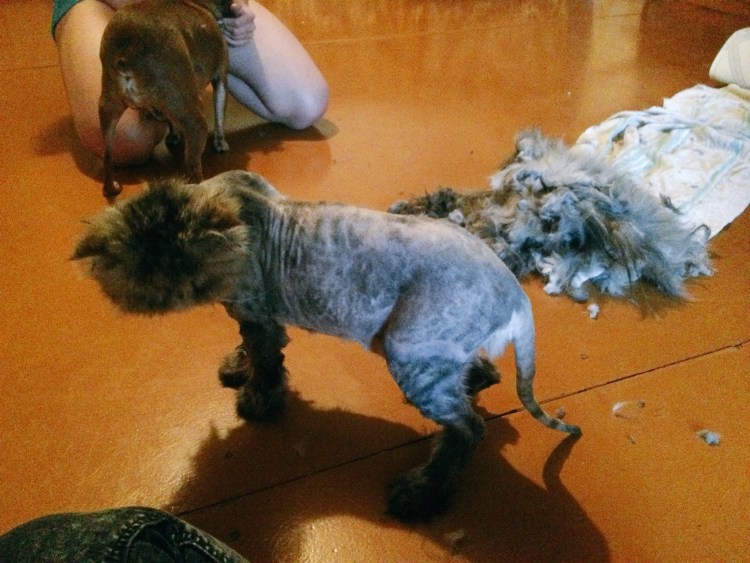 Свалявшаяся шерсть у кошки