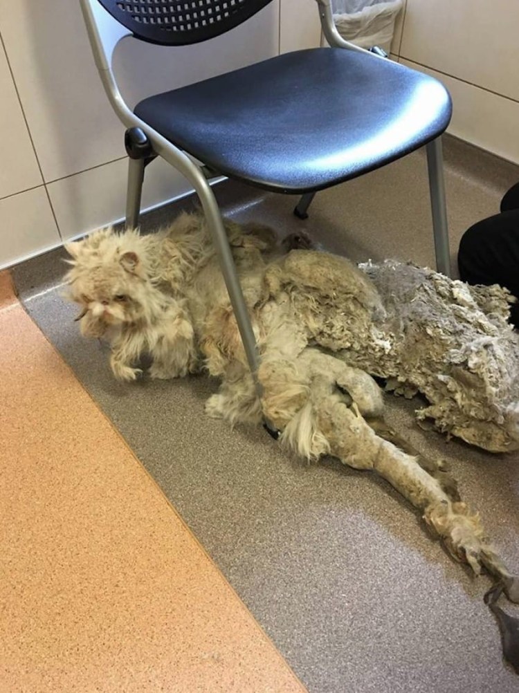 Грязная лохматая собака