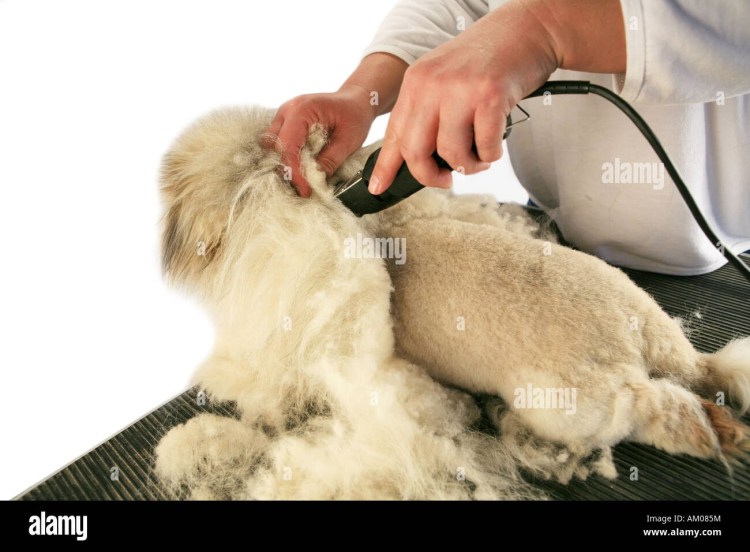 Кошачья шерсть