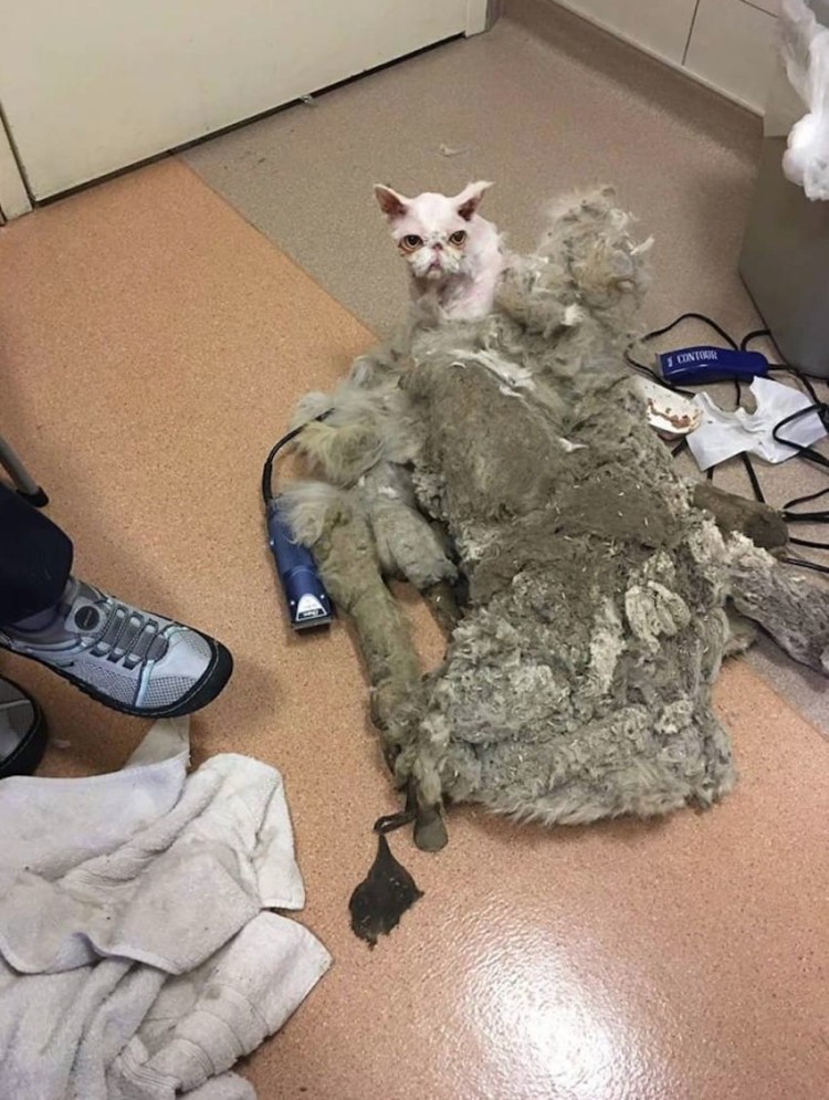 Шерсть Мейн куна после стрижки