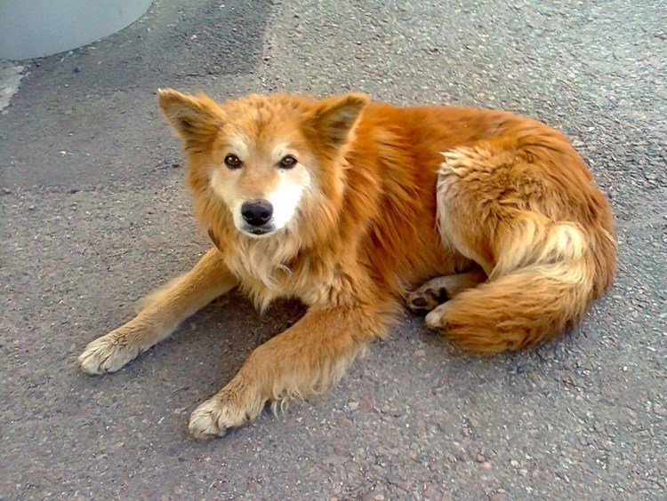 Золотистый ретривер