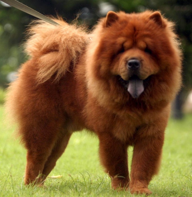 Австралийский коббердог