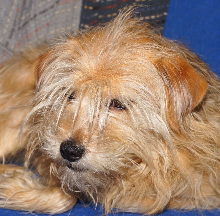 Собаки породы Чао Чао