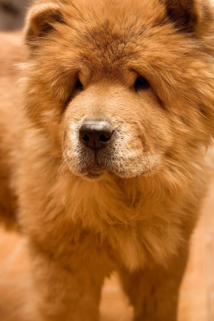 Лохматая средняя собачка