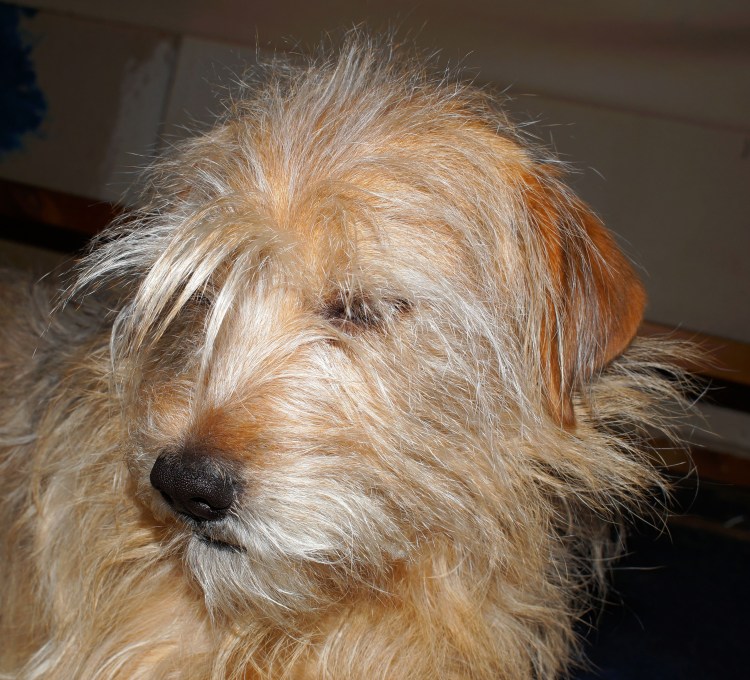 Рыжая собака