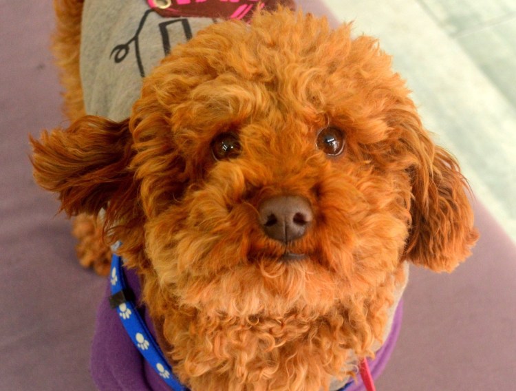 Рыжая пушистая собака