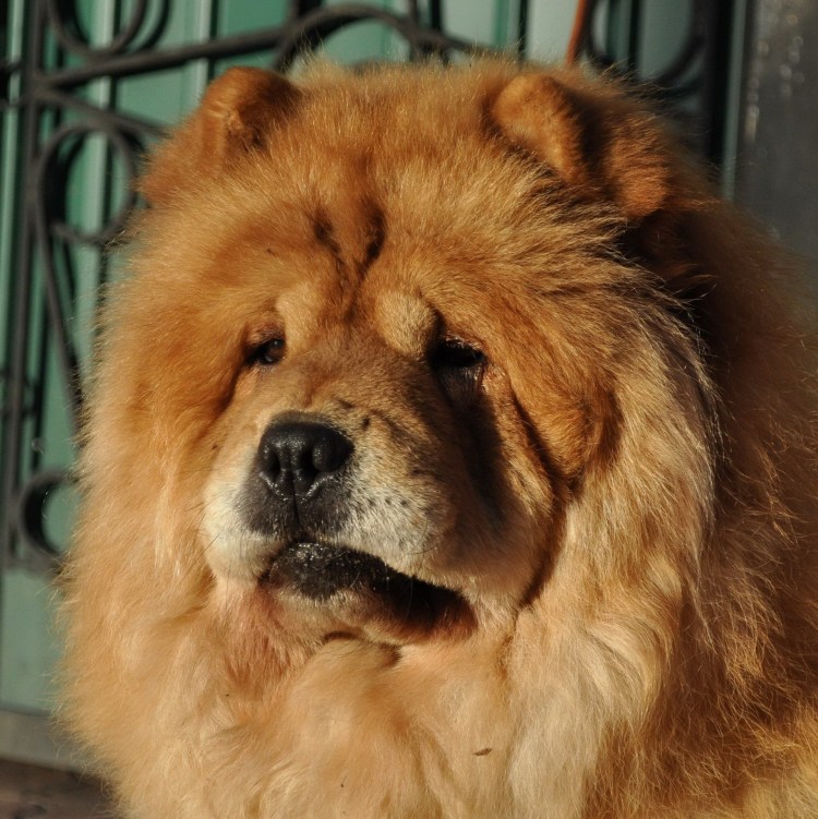 Рыжий лохматый пес