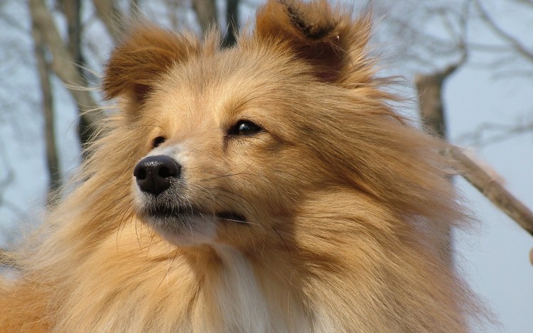 Среднерусская овчарка