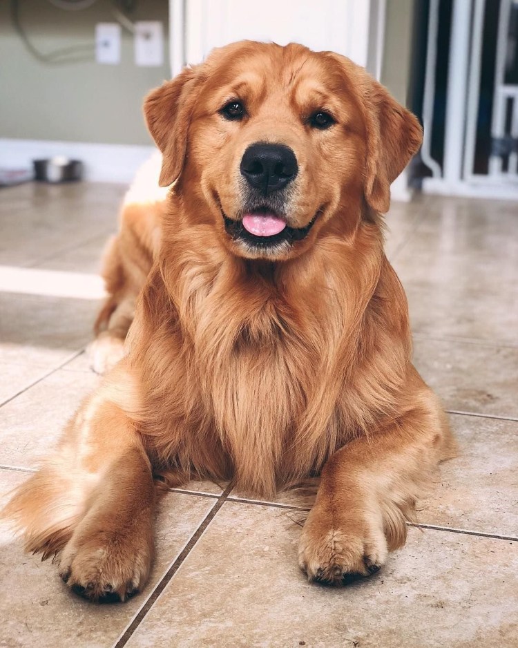 Лохмач терьер