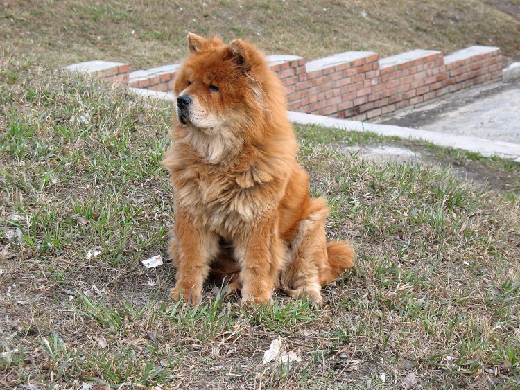 Мастиф собака длинношерстный