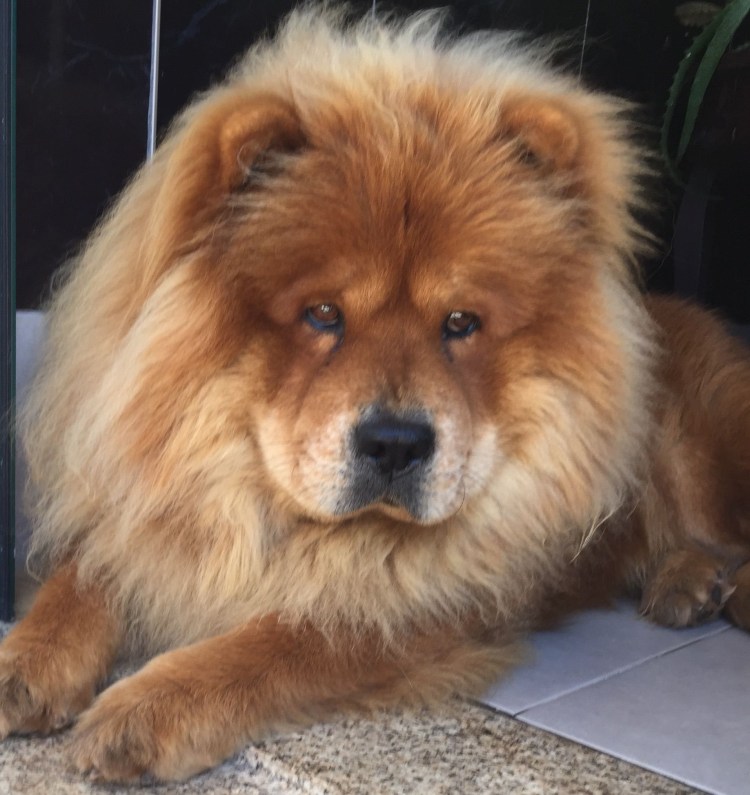 Рыжий лохматый пес