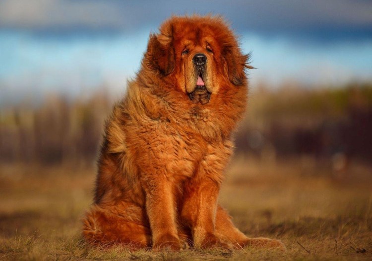 Китайский тибетский мастиф