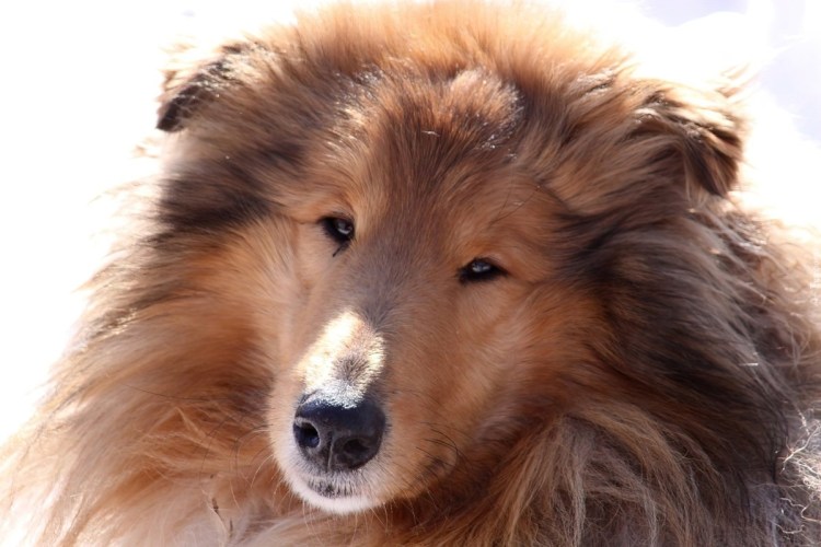 Тибетский мастиф длинношерстный