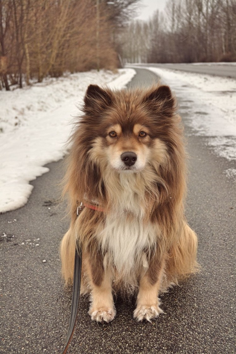 Тибетский мастиф пушистый