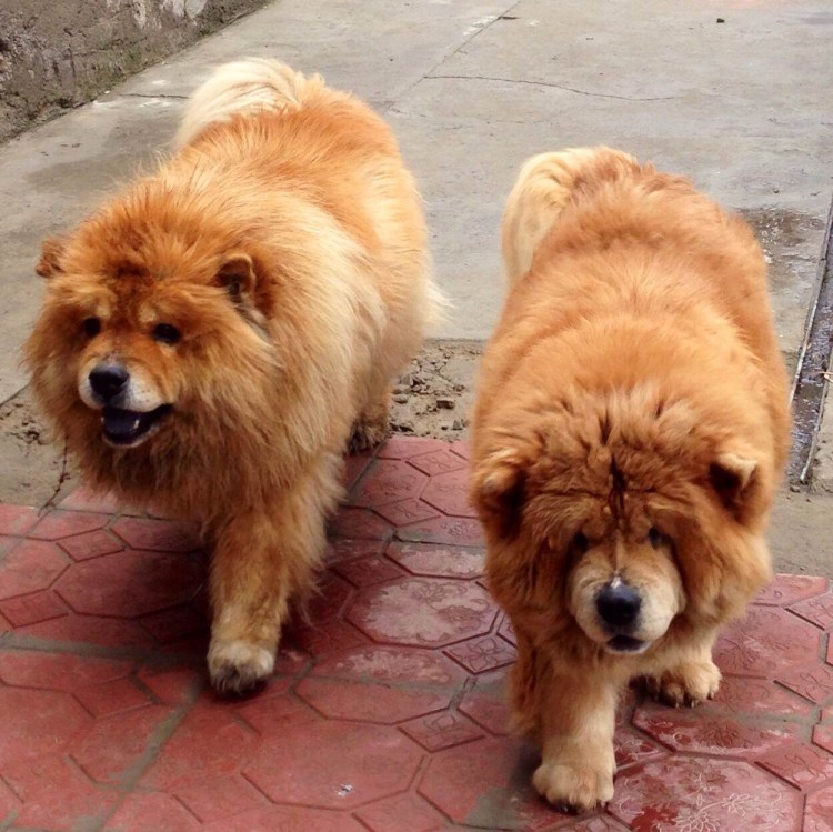 Леонбергер и Кавказская овчарка