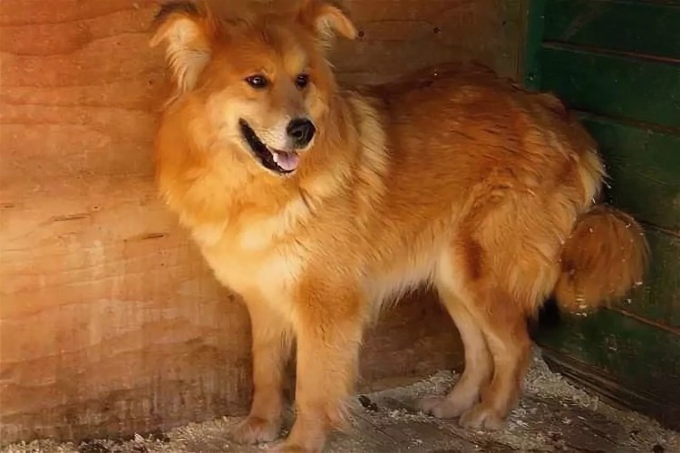 Тибетский мастиф Хонг Донг