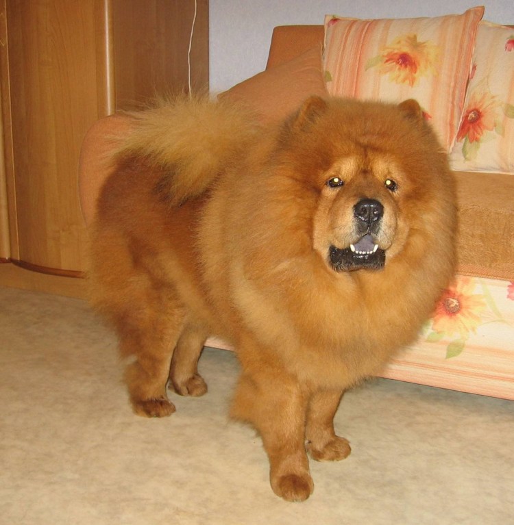 Гаванский Бишон рыжий