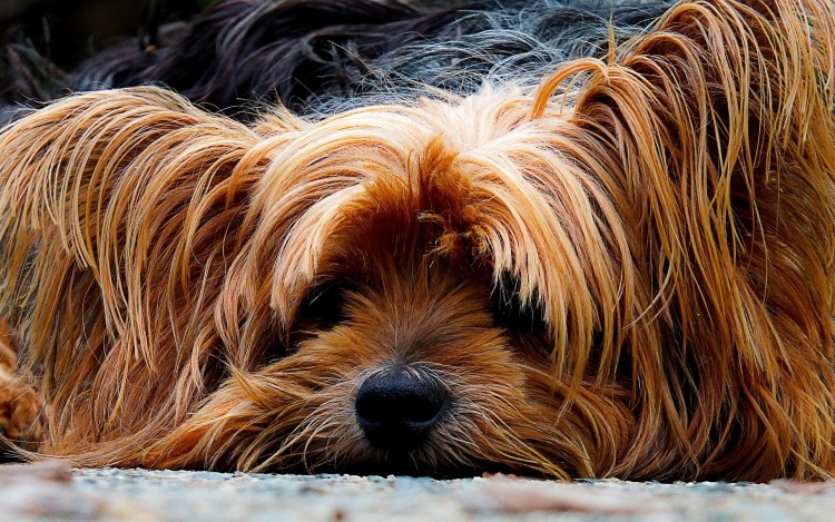 Евразиер рыжий