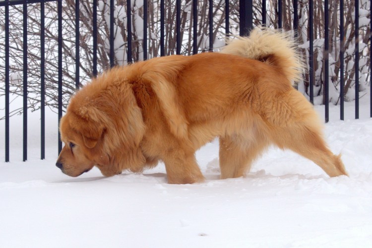 Большая рыжая собака