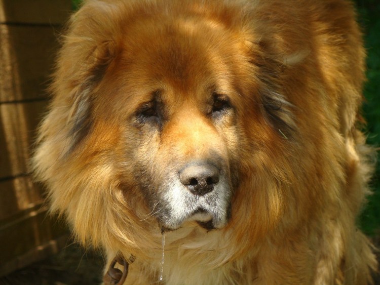 Собака с гривой Льва