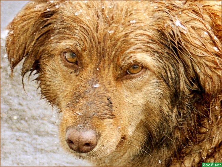 Тибетский мастиф