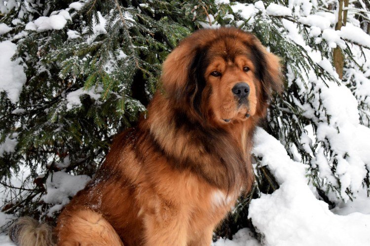 Китайский чау чау