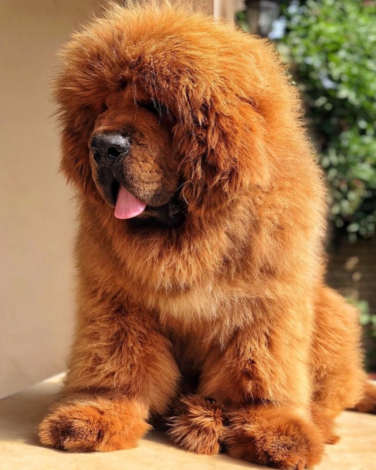 Тибетский мастиф золотистый
