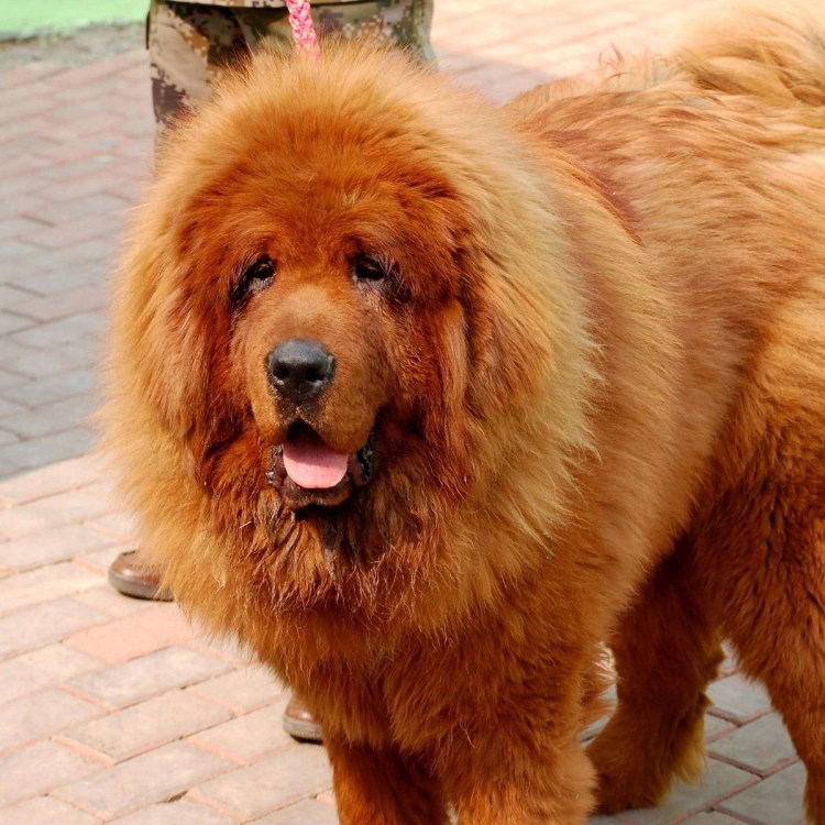 Тибетский мастиф