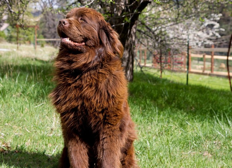 Тибетский терьер