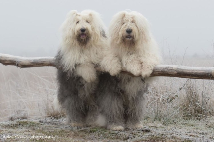 Рыжая лохматая собака