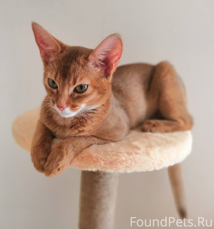 Абиссинская кошка