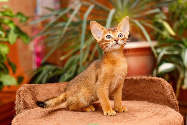 Абиссинская кошка